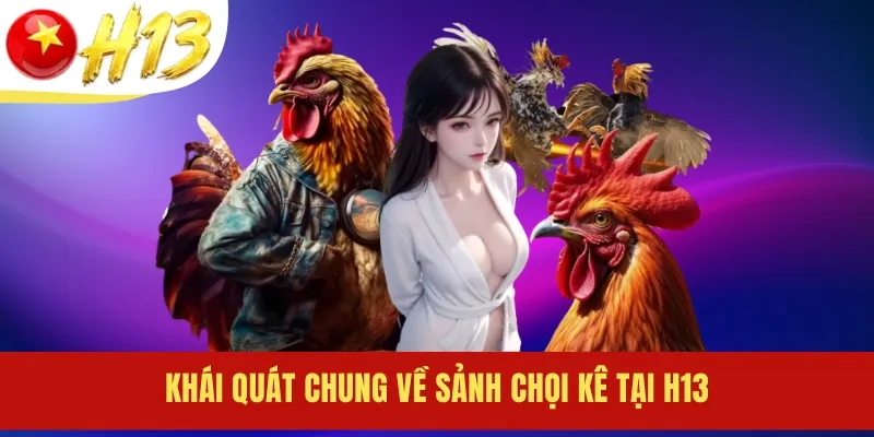 Khái quát chung về sảnh chọi kê tại H13